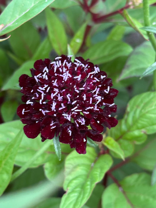 Scabiosa Black Knight Seeds