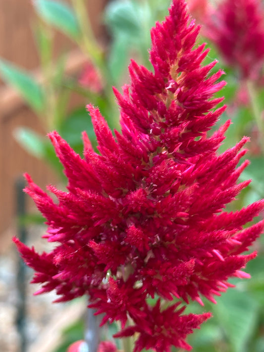 Celosia Seeds