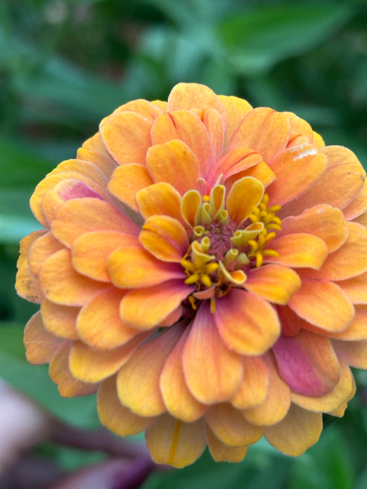 Zinnia Seeds