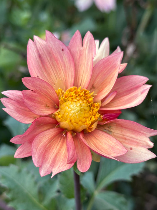 Dahlia Seeds