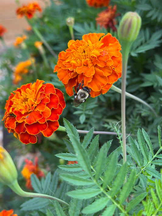 Marigold Seeds